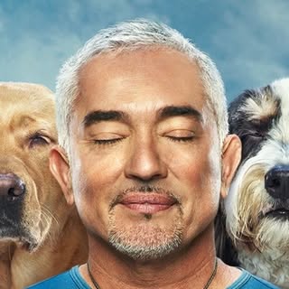 Cesar Millan’s Instagram Stats, Engagement & Profile Insights (@cesarsway)
