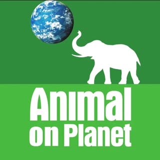 Animal on 🌍’s Instagram Stats, Engagement & Profile Insights (@animalonplanet)