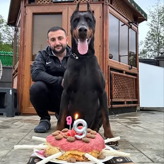 Elgün Dadaşov (Von Dadashov Dobermann Kennel)’s Instagram Stats, Engagement & Profile Insights (@vondadashovdoberman)