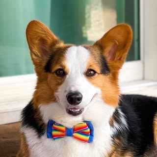 C H U N K’s Instagram Stats, Engagement & Profile Insights (@chunk.the.corgi) 2 C H U N K’s Instagram Stats, Engagement & Profile Insights (@chunk.the.corgi)