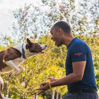 Dante Camacho | Adestramento de Cães’s Instagram Stats, Engagement & Profile Insights (@dantedogworks)