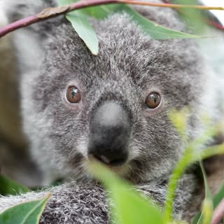 Koalakrusader’s Instagram Stats, Engagement & Profile Insights (@koalakrusader)