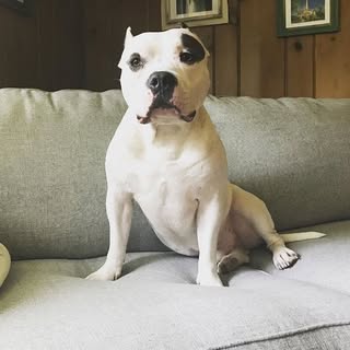 Brutus 🐶 the Invinci-Bully’s Instagram Stats, Engagement & Profile Insights (@littleboybru) 1 Brutus 🐶 the Invinci-Bully’s Instagram Stats, Engagement & Profile Insights (@littleboybru)